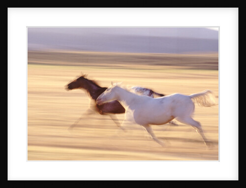 Horses Running by Anonymous