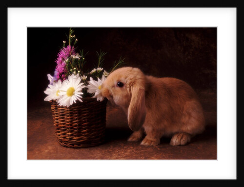 Bunny Smelling Basket of Daisies by Anonymous