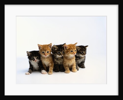 Five Tabby Kittens by Anonymous