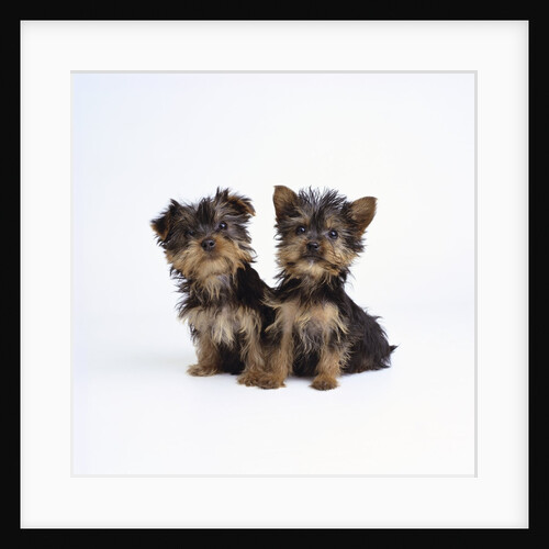 Pair of Yorkshire Terrier Puppies by Anonymous