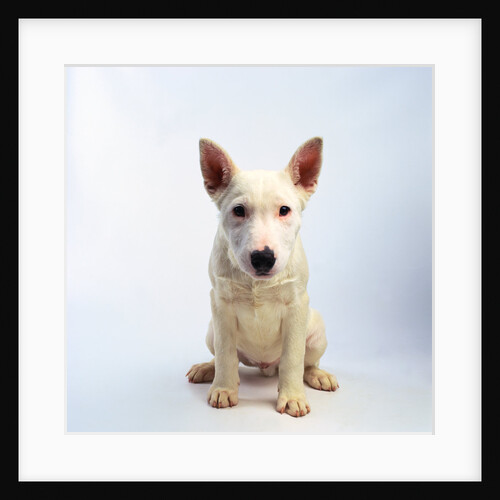White Bull Terrier Puppy by Anonymous
