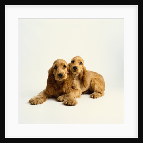 Pair of Cocker Spaniel Puppies by Anonymous