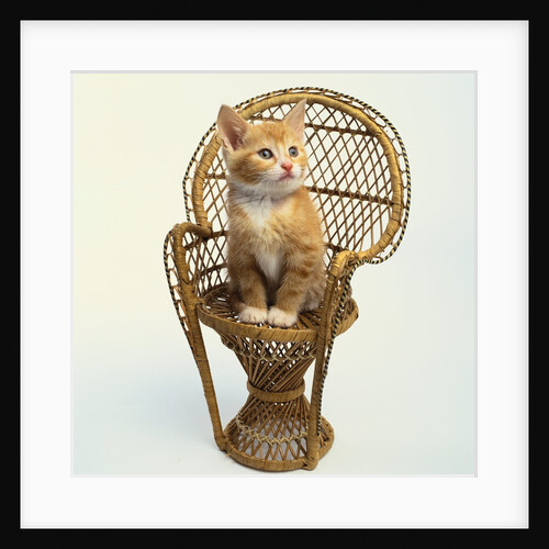 Kitten Sitting on Chair by Anonymous