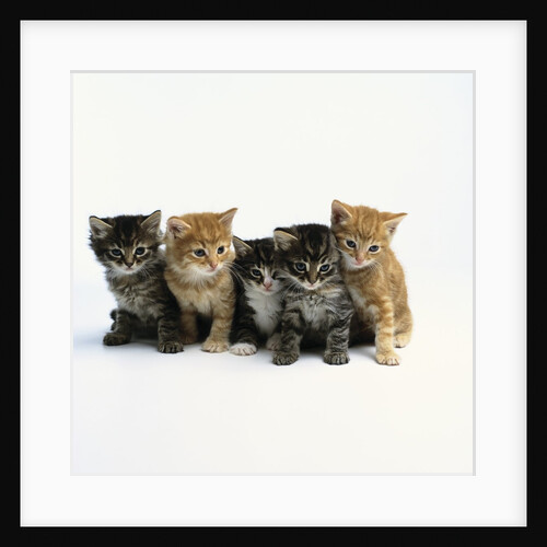 Five Tabby Kittens by Anonymous