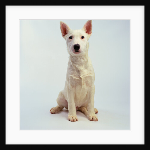 White Bull Terrier Puppy by Anonymous
