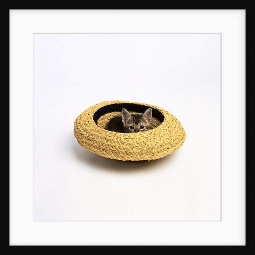 Gray Kitten Hiding in Hat by Anonymous