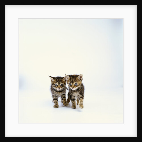 Pair of Tabby Kittens by Anonymous