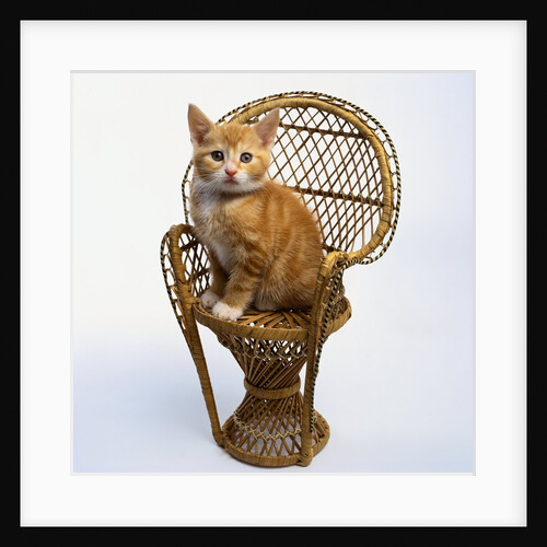 Kitten Sitting on Chair by Anonymous