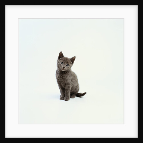 Gray Kitten by Anonymous