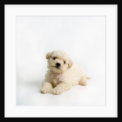 Bichon Frise Puppy by Anonymous