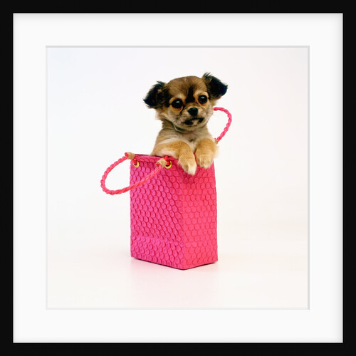 Chihuahua Puppy in Pink Purse by Anonymous