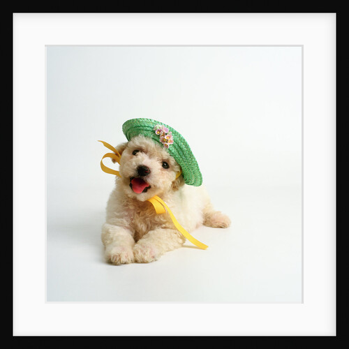 Bichon Frise Puppy Wearing Bonnet by Anonymous