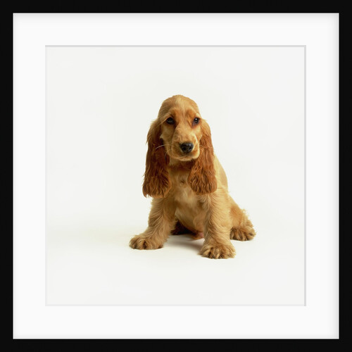 English Cocker Spaniel Puppy by Anonymous