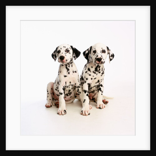 Pair of Dalmatian Puppies by Anonymous