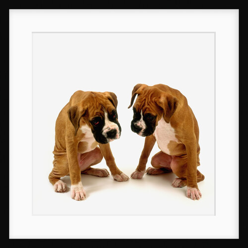 Pair of Boxer Puppies by Anonymous