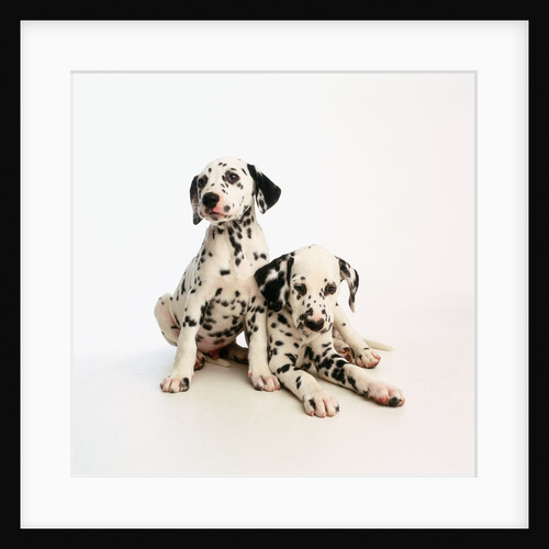 Dalmatian Puppies by Anonymous