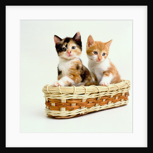 Kittens Sitting in Basket by Anonymous
