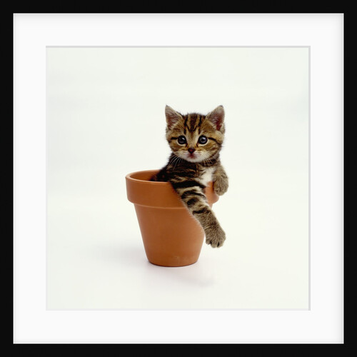 Kitten Sitting in Plant Pot by Anonymous