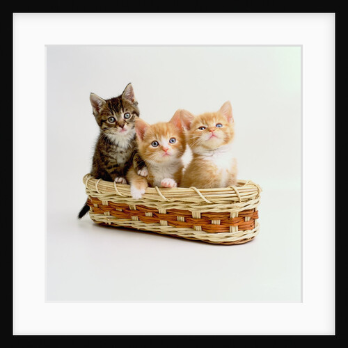 Kittens Sitting in Basket by Anonymous