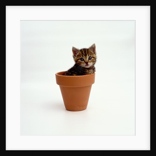 Kitten in Plant Pot by Anonymous