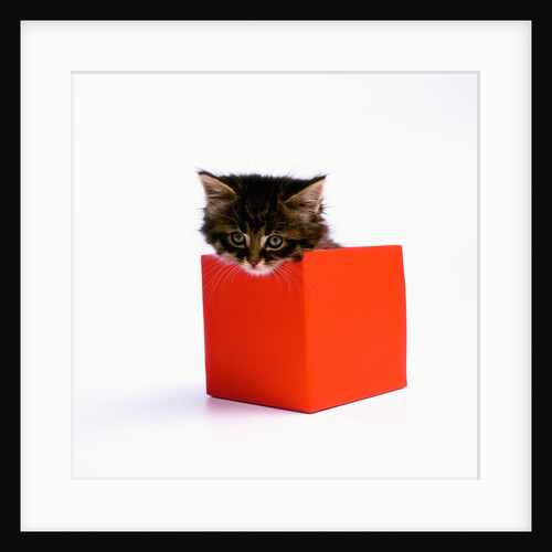 Kitten Sitting in Red Box by Anonymous