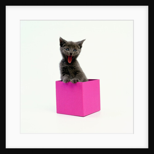 Yawning Kitten in Purple Box by Anonymous