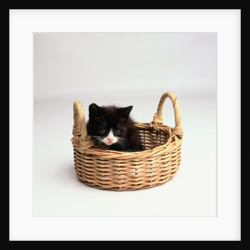 Kitten Sitting in Basket by Anonymous
