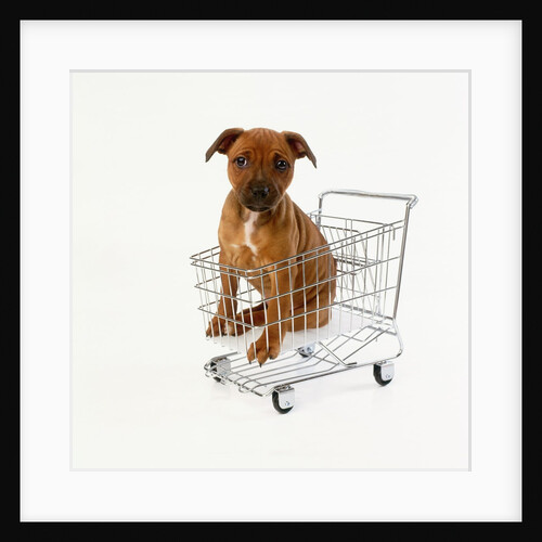 Puppy Sitting in Miniature Shopping Cart by Anonymous