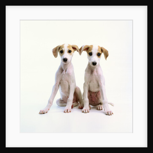 Whippet Puppies by Anonymous