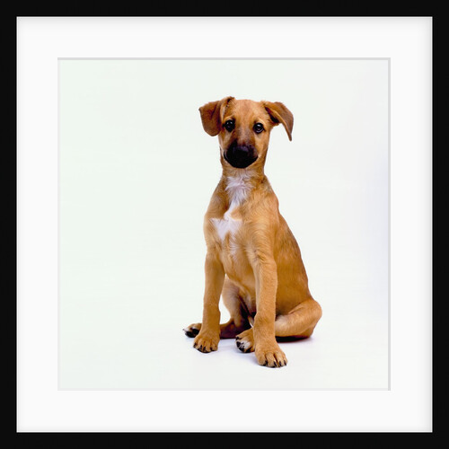 Mixed Pinscher Puppy by Anonymous