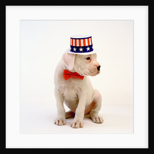 Boxer Puppy Wearing Patriotic Hat by Anonymous