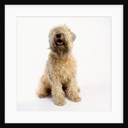 Soft-Coated Wheaten Terrier by Anonymous