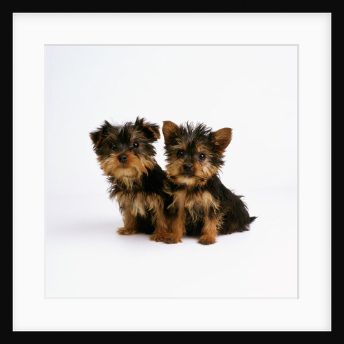 Yorkshire Terrier Puppies by Anonymous