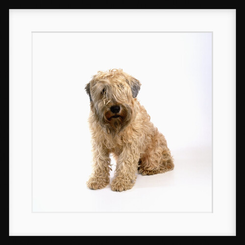 Wheaten Terrier by Anonymous