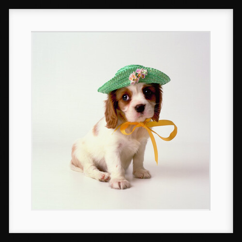 Spaniel Puppy Wearing Ribbon and Hat by Anonymous
