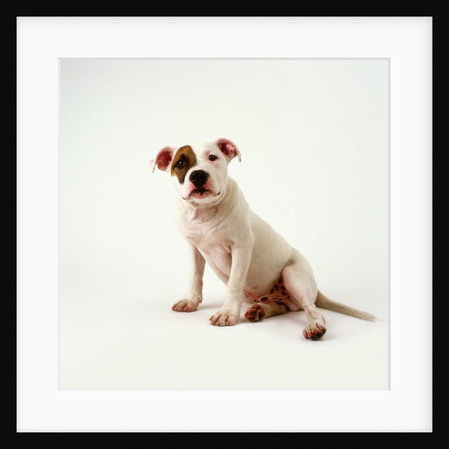 Staffordshire Bull Terrier Puppy by Anonymous