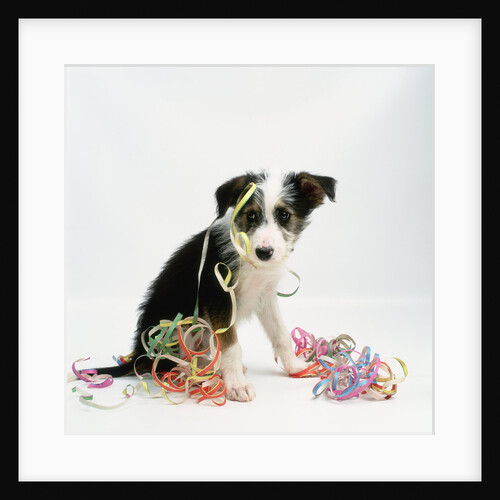 Lurcher Puppy and Streamers by Anonymous