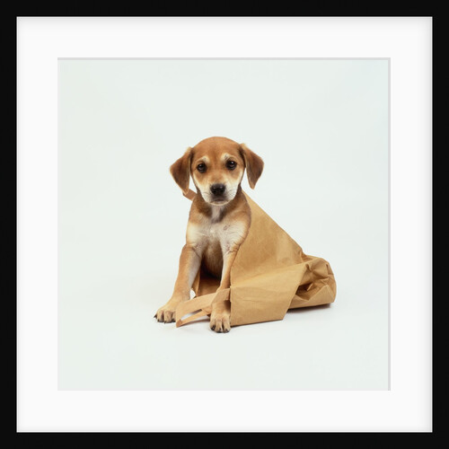 Puppy Sitting in Shopping Bag by Anonymous