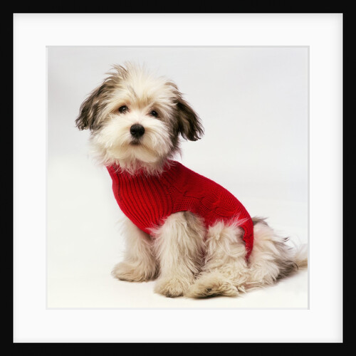 Bichon Havanaise Wearing Red Sweater by Anonymous