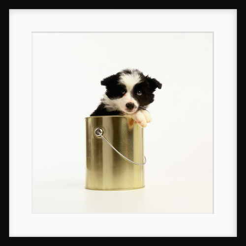 Border Collie Puppy Sitting in Paint Can by Anonymous