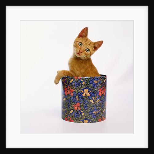 Kitten Sitting in Flowered Cookie Tin by Anonymous