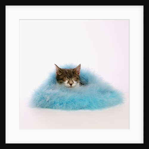 Kitten Sleeping in Feather Boa by Anonymous