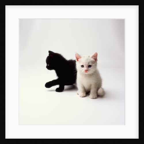 Black Kitten and White Kitten by Anonymous