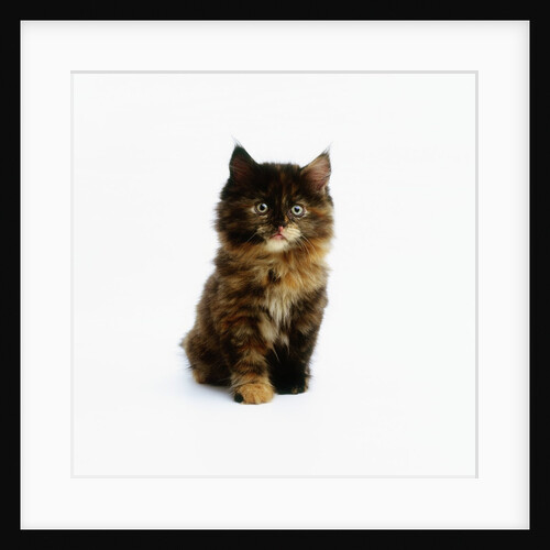 Ragdoll Kitten by Anonymous