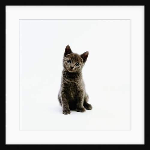 Gray Kitten by Anonymous