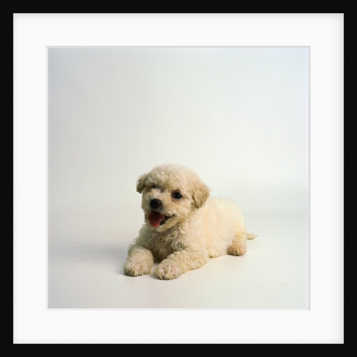 Bichon Frise Puppy by Anonymous