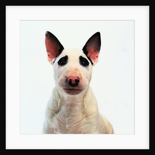 English Bull Terrier by Anonymous