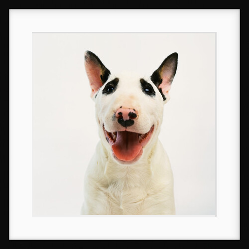 Bull Terrier by Anonymous