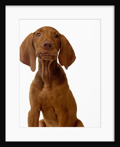 Hungarian Vizsla Puppy by Anonymous