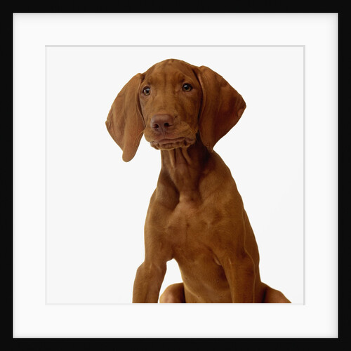Hungarian Vizsala Puppy by Anonymous